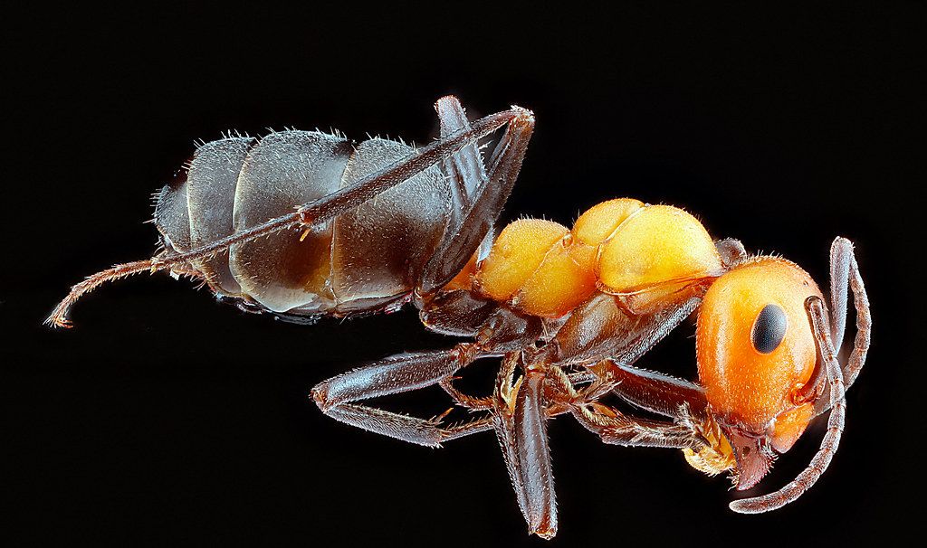 Ant Control service in Mesa, AZ