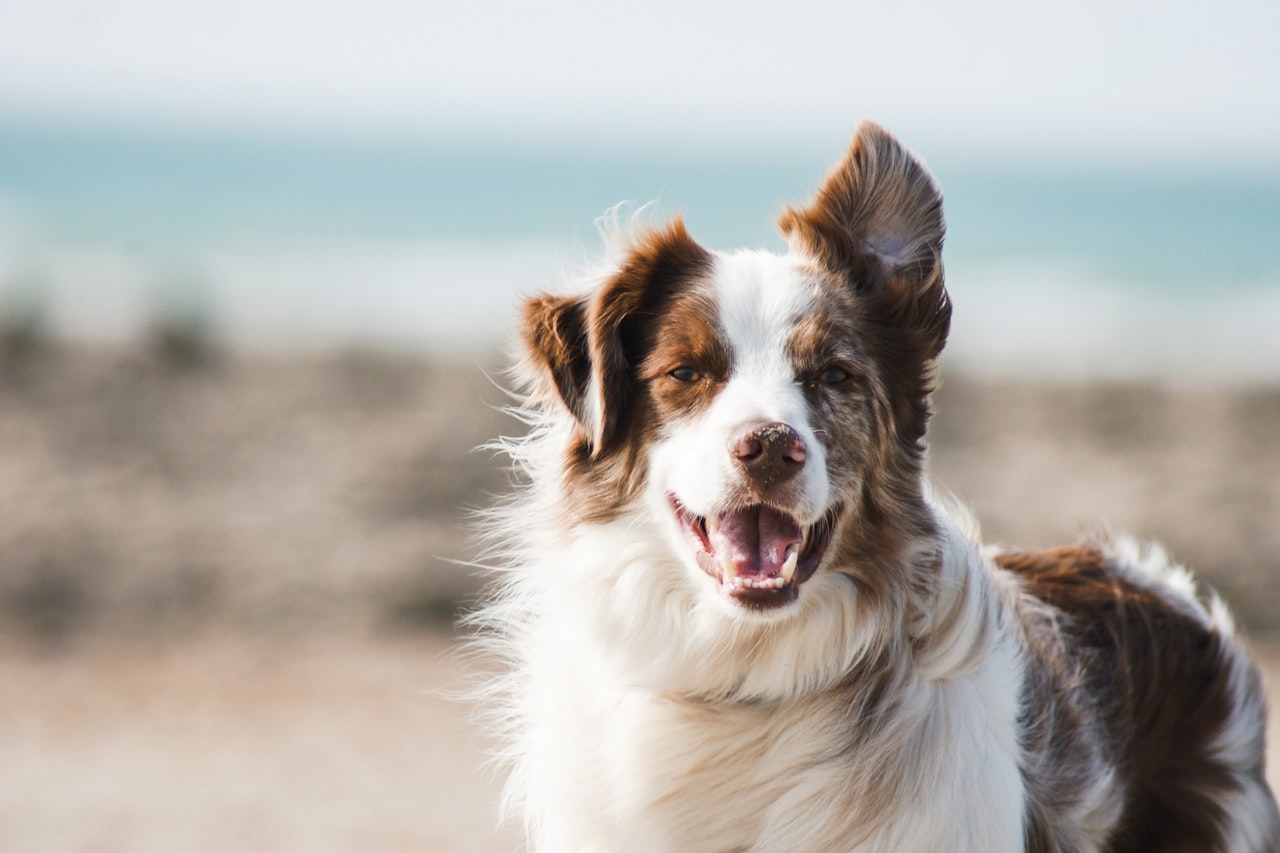 Flea & Tick Control service in Mesa, AZ