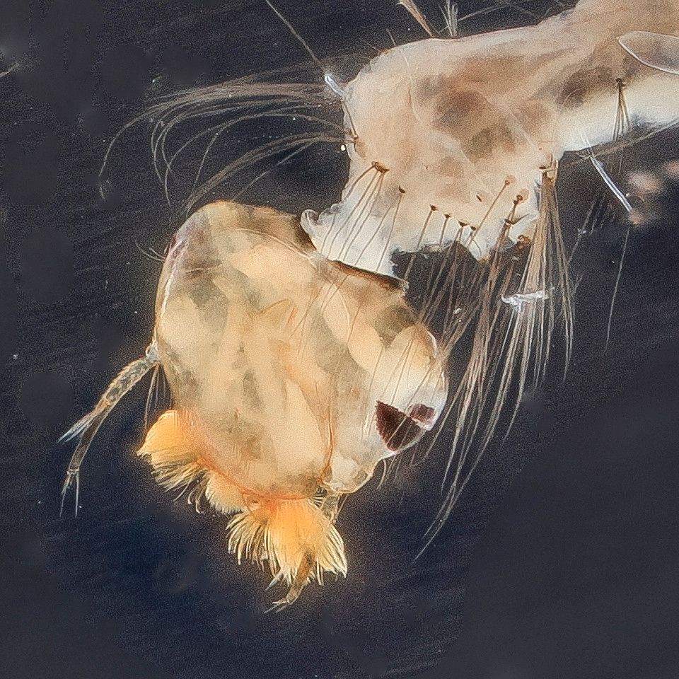 Mosquito Control service in Mesa, AZ