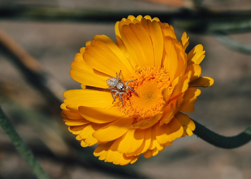 Spider Control service in Mesa, AZ